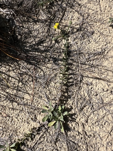 Chrysopsis gossypina, photograph 1