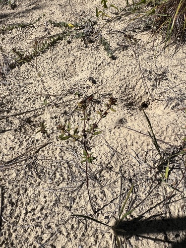 Chrysopsis gossypina, photograph 3