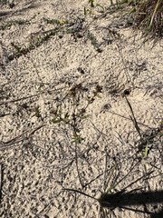 Chrysopsis gossypina, photograph (c) Anne Parker, some rights reserved (CC BY)