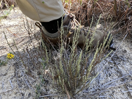Hudsonia tomentosa