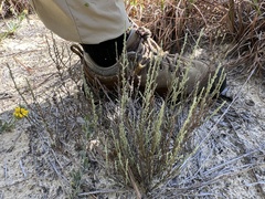 Hudsonia tomentosa