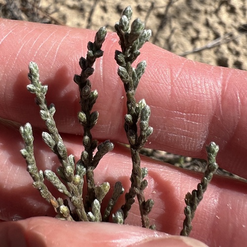 Hudsonia tomentosa, photograph 3