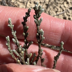 Hudsonia tomentosa, photograph (c) Anne Parker, some rights reserved (CC BY)
