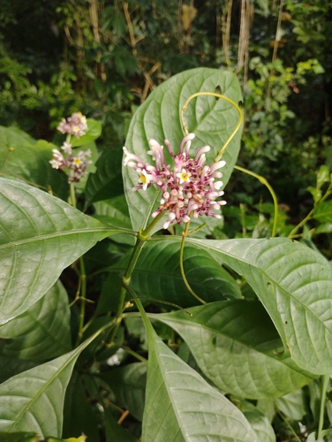 Chassalia curviflora observed 2026-09-18