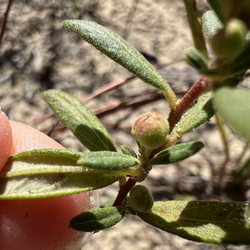 Crocanthemum canadense, photograph 5