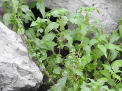 Parietaria pensylvanica