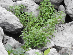 Parietaria pensylvanica, photograph author not stated, no rights reserved