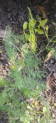 Asparagus racemosus observed 2026-09-18