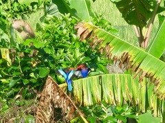 Halcyon cyanoventris