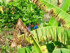 Halcyon cyanoventris