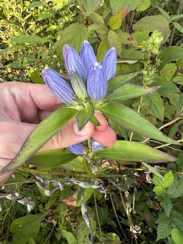 Gentiana andrewsii, photograph 4