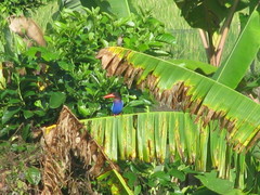 Halcyon cyanoventris