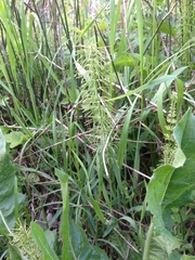 Equisetum pratense image