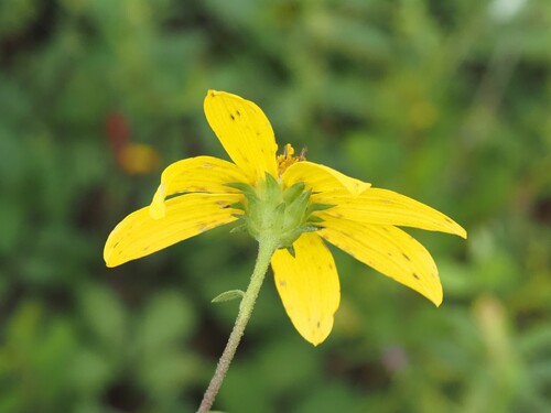 Helianthus strumosus, photograph 1