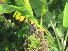 Halcyon cyanoventris