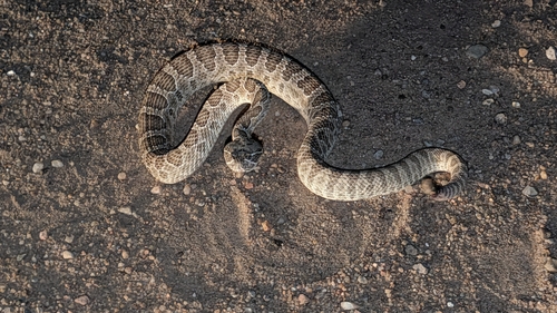 Prairie Rattlesnake