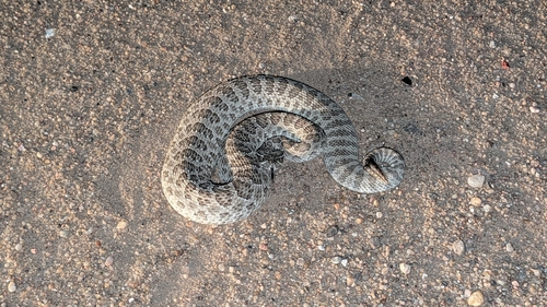 Prairie Rattlesnake