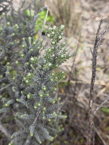Ozothamnus leptophyllus, photograph 5