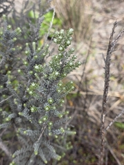 Ozothamnus leptophyllus, photograph author not stated, no rights reserved
