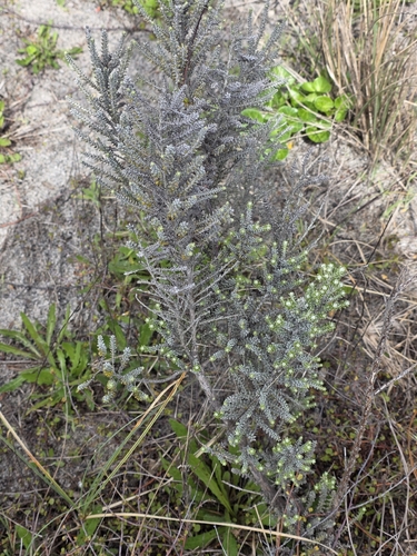 Ozothamnus leptophyllus, photograph 6