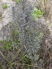 Ozothamnus leptophyllus, photograph author not stated, no rights reserved