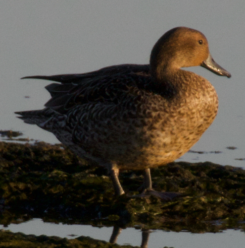 Northern Pintail