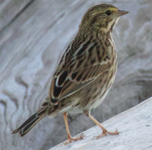 Savannah Sparrow