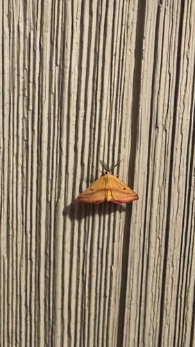 Chickweed Geometer Moth
