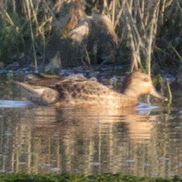 Green-winged Teal