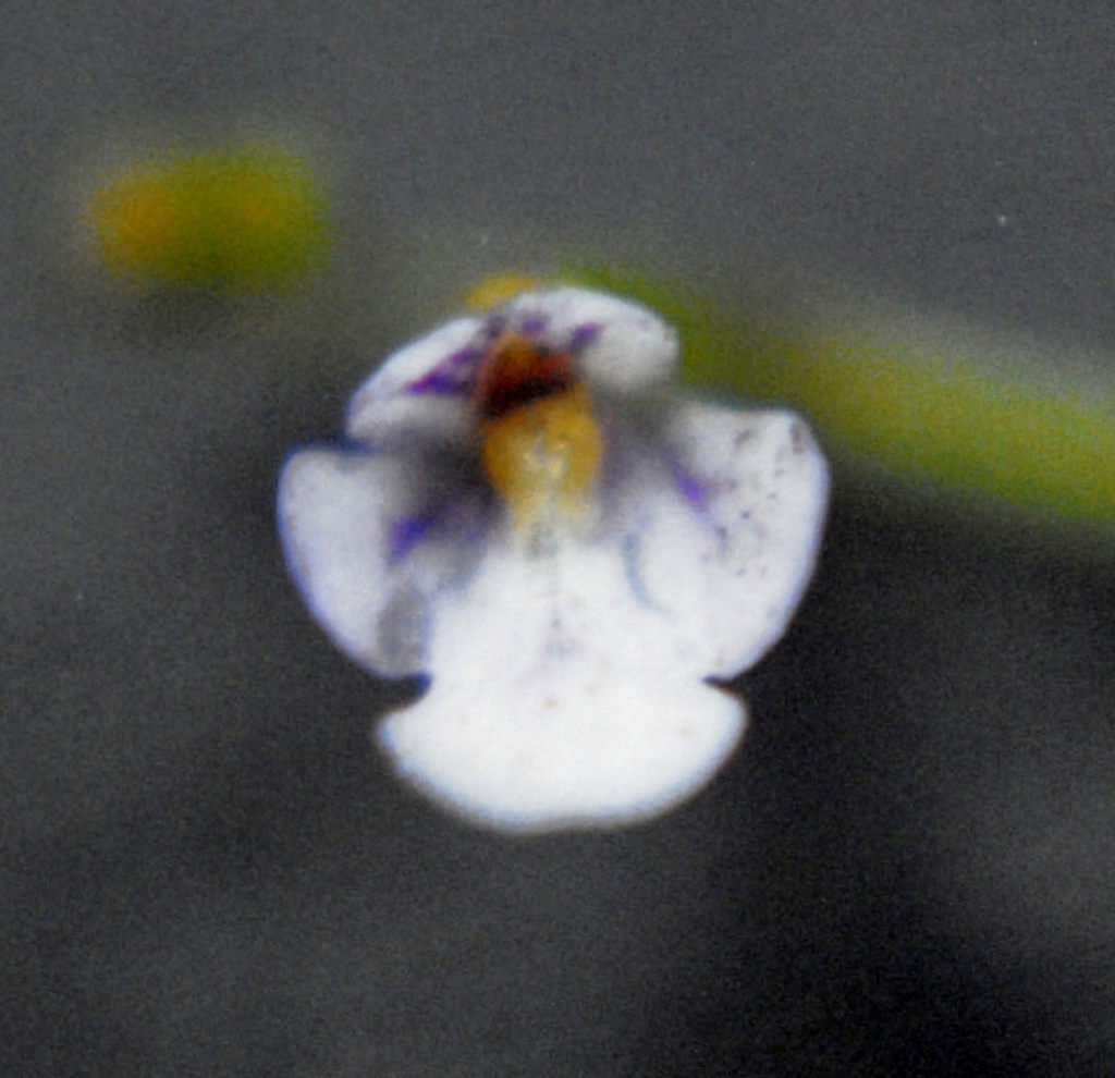 Genlisea nebulicola