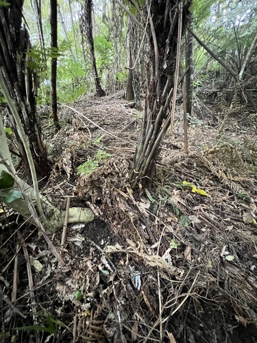 Elaeagnus × reflexa, photograph 6