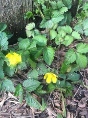 Potentilla indica