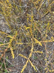 Coprosma acerosa, photograph author not stated, no rights reserved
