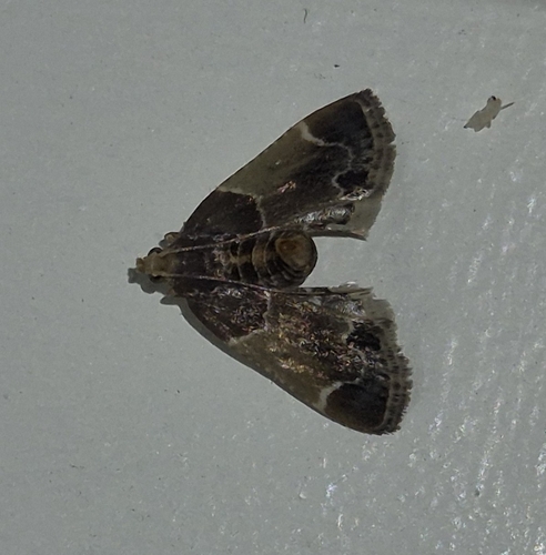 Meal moth
