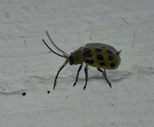 Spotted Cucumber Beetle