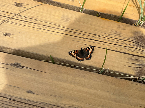 Ladakh Tortoiseshell