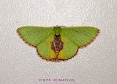 Synchlora astraeoides