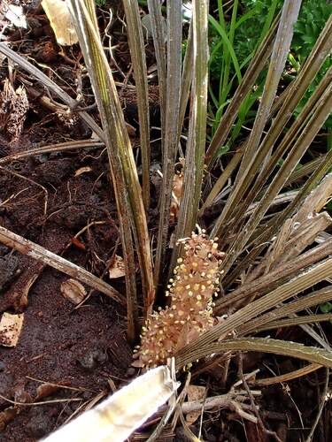 Astelia graminea, photograph 2