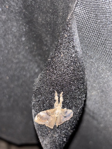 Definite Tussock Moth