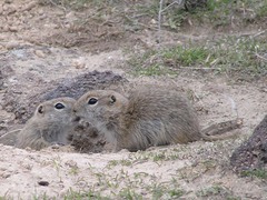 Townsend's Ground Squirrel photo 2
