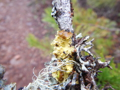 Vulpicida canadensis