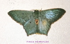 Chloropteryx nordicaria