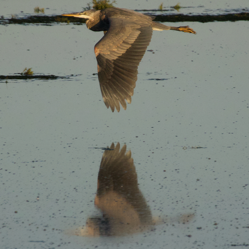 Great Blue Heron