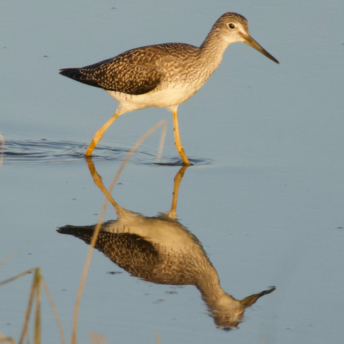 Greater Yellowlegs
