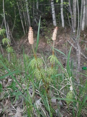 Equisetum sylvaticum