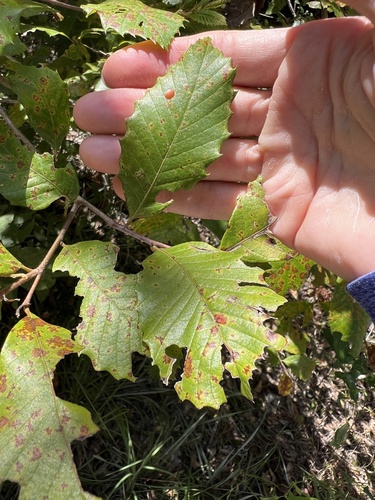 Castanea pumila