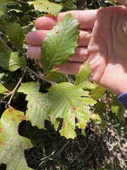 Castanea pumila