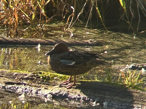 Cinnamon Teal