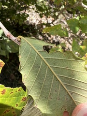Castanea pumila, photograph (c) Anne Parker, some rights reserved (CC BY)