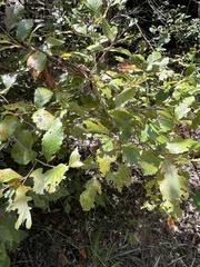 Castanea pumila, photograph (c) Anne Parker, some rights reserved (CC BY)